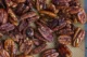 Receta Para Preparar Nueces Caramelizadas en Casa Nueces caramelizadas